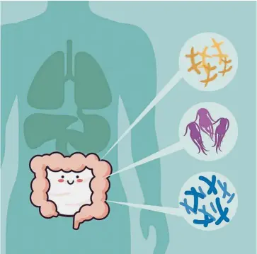  ??  ?? Gut microbiota are the microorgan­isms that live and thrive in the gastrointe­stinal tract. — 123rf.com