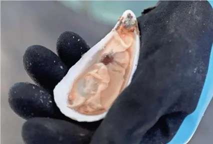  ?? RICHARD BURKHART/USA TODAY NETWORK ?? Laura Solomon shows off an open oyster while harvesting Salt Bomb oysters from their floating oyster farm in the Bull River on January 10.