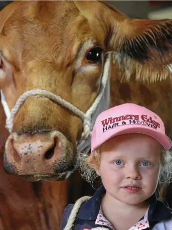  ?? Photo: Sherele Moody ?? EKKA VISITOR: Four-year-old Macie Iseppi with champion cow Ellendale Red Super Model at the 2018 Ekka.