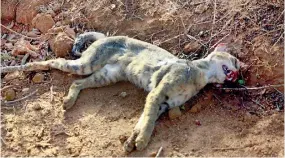  ??  ?? Jungle cat killed in a collission with a vehicle in Yala-2012 . (pic courtesy Hansa Premakumar­a)