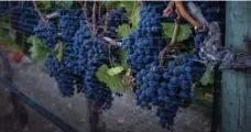  ?? JEFF MCINTOSH/THE CANADIAN PRESS FILE PHOTO ?? The U.S. argues that local wines have an unfair advantage in B.C. due to the province’s rules that ban imported wine from grocery store shelves.