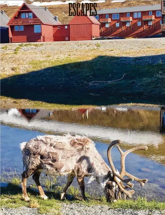  ?? Jill K. Robinson photos ?? Top: The smallest reindeer subspecies, Svalbard reindeer pay humans little mind as they nibble all the grass they can during summer before the harsh winter comes.