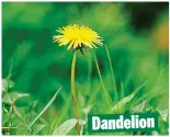  ??  ?? Dandelion