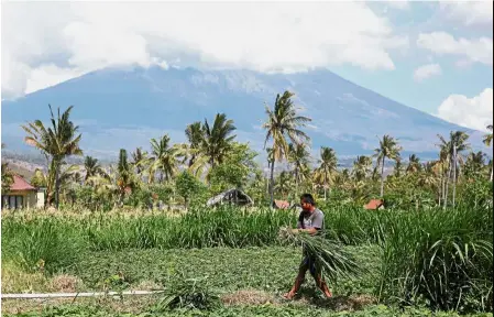  ??  ?? A farmer working in a field in Bali as Mount Agung looms in the background. — Reuters Imminent threat: