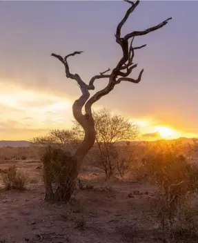  ?? ?? BELOW A golden light cuts throught he sky, throwing a dead tree into sculptural sihouette as a nearby elephant is bathed in a red glow.