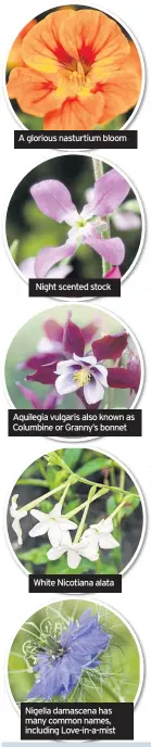  ??  ?? A glorious nasturtium bloom
Night scented stock
Aquilegia vulgaris also known as Columbine or Granny’s bonnet
White Nicotiana alata
Nigella damascena has many common names, including Love-in-a-mist