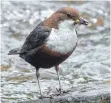  ?? FOTO: JÜNGLING ?? Die Wasseramse­l ist der einzige einheimisc­he Singvogel, der tauchen und sogar unter Wasser schwimmen kann.