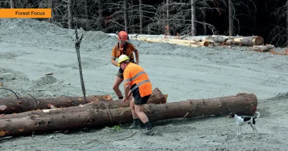  ??  ?? Above: Even the boss gets involved to help unchain the trees back down on the landing.