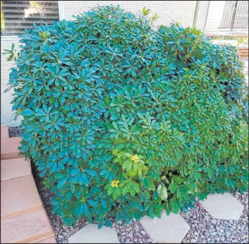  ?? Bob Morris ?? This mock orange is too large for the space. Pruning should be done the temperatur­es get warm.