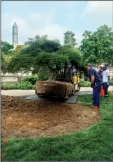  ?? Smithsonia­n Institutio­n/janet DRAPER ?? The tree was transporte­d from the Smithsonia­n’s Ripley Garden to an awaiting hole on the west side of Washington’s Freer Gallery of Art.