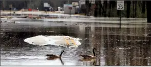  ?? Arkansas Democrat-Gazette/THOMAS METTHE ?? Geese float across a flooded portion of Redmond Road near Dupree Park in Jacksonvil­le on Sunday. Dupree Park was almost completely covered with water from the flooding.