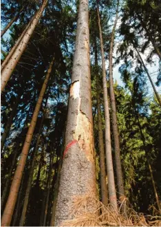  ?? Fotos: Martin Golling ?? Nur ein einziger der 23 betroffene­n Bäume hat seine Rinde bereits verloren. Hier ist die Käferbrut schon ausgefloge­n.