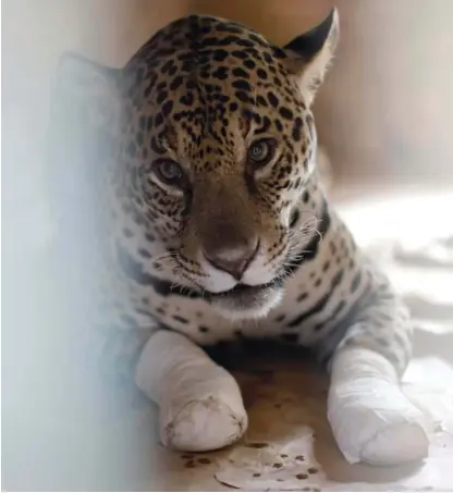  ?? Foto Ueslei Marcelino/Reuters ?? Samico jaguarja Amanaci zdravijo na inštitutu NEX v brazilski zvezni državi Goias.
