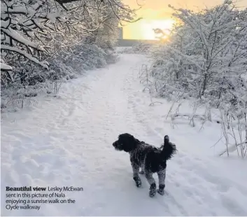  ??  ?? Beautiful view Lesley McEwan sent in this picture of Nala enjoying a sunrise walk on the Clyde walkway