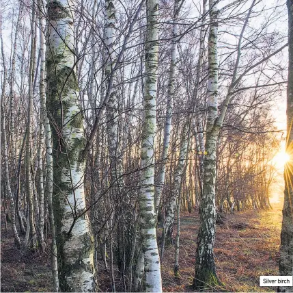  ??  ?? Silver birch