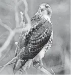  ?? ARCHIVES PHOTO] [OKLAHOMAN ?? The red-tailed hawk recently became Oklahoma’s state raptor symbol.