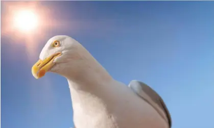  ?? Photograph: Mark Wiener/Alamy ?? Ninety-five per cent of the gulls were observed pecked at the same colour crisp packet as the scientist was eating from.