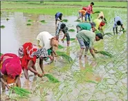  ?? REUTERS ?? Farmers plant saplings in a rice field on the outskirts of Ahmedabad, on 5 July.