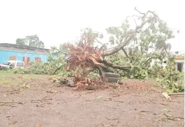  ?? — AFP photo ?? A fallen tree is pictured in Moroni after tropical storm Kenneth hit the Indian Ocean archipelag­o nation of Comoros before heading to recently cyclone-ravaged Mozambique.