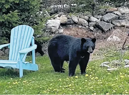  ?? ?? This mama bear was spotted last week in the Montebello neighbourh­ood in Dartmouth with her two young cubs.