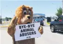  ?? Picture: AFP ?? CHEERIO. A member of Peta – People for the Ethical Treatment of Animals – pickets in Uniondale, New York.