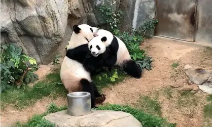  ??  ?? Isolation suits Ying Ying and Le Le, whom scientists have been trying to breed since they reached sexual maturity 10 years ago. Photograph: Ocean Park Hong Kong/AFP via Getty Images