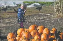  ?? Andy Cross, Denver Post file ?? Have fun with gourds at Denver Botanic Gardens Chatfield Farms’ annual pumpkin festival.