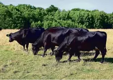  ??  ?? Krávy na volných pastvinách bohatých na různorodé byliny a traviny.