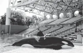  ?? JOHN RAOUX AP ?? SeaWorld trainer Michelle Shoemaker hugs killer whale Kayla as she works on a routine before a show, in Orlando, on April 24.