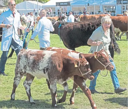 ?? Pictures: Ron Stephen. ?? Veteran Highland Show exhibitor Liz Lang strides out with her Shorthorn Calves in the grand livestock parade at the show.