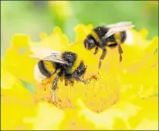  ?? ?? The hedgehog is classified as a ‘vulnerable’ species, and bumblebees are under threat