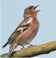  ?? Foto: Nabu ?? Der Buchfink ist einer der zehn häufigs ten Gartenvöge­l.