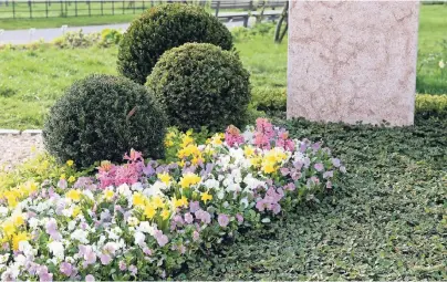  ?? FOTO: MARGIT WILD ?? Im Frühjahr bieten die Friedhofsg­ärtner eine besonders große Auswahl an bunten Pflanzen an.
