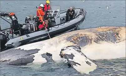  ?? CP PHOTO ?? Researcher­s examine one of the six North Atlantic right whales that have died recently in the Gulf of St. Lawrence.