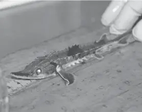  ?? PAUL A. SMITH ?? A young lake sturgeon is measured during a tagging session at Riveredge Nature Center in Saukville. The fish was reared at the facility and is scheduled to be released into the Milwaukee harbor.