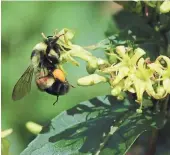  ?? SUSAN CARPENTER ?? A rusty patched bumblebee is shown at the UW-Madison Arboretum. More photos at jsonline.com.news.