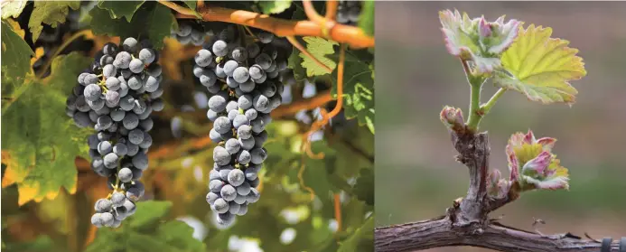  ?? (Avinoam Inbar) ?? ABUNDANT GRAPES in a Carmel vineyard. (Carmel Winery)