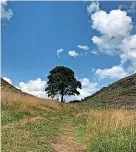  ?? ?? > The Sycamore Gap, as it was