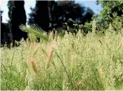  ?? ISTOCK ?? Grass pollen allergies are common in our green, pastoral country.