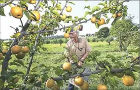  ?? Nate Guidry/Post-Gazette ?? Aaron Sturges, owner of Sturges Orchards, picks Asian pears on his farm in Fombell, Beaver County.