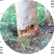  ??  ?? A kauri tree shows the effects of the disease.