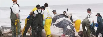  ??  ?? Le ministère des Pêches et des Océans dévoilera jeudi le résultat des nécropsies effectuées sur six baleines noires de l’Atlantique Nord cet été. - Archives