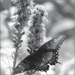  ?? Tribune News Service ?? Whenever possible, plant native. The purple spikes of blazing star (liatris) are magnets for bees and butterflie­s. This plant is native to the 48 states in the contiguous U.S.