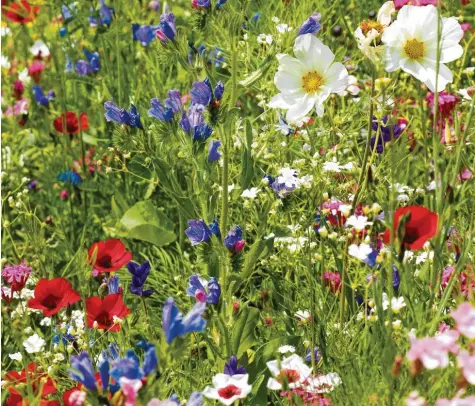  ?? Foto: Bernhard Weizenegge­r ?? Wildblumen­paradies statt Steingarte­n: Nach dem erfolgreic­hen Artenschut­z-Volksbegeh­ren wollen viele Menschen etwas Gutes für Bienen tun.