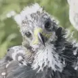  ??  ?? 0 Three golden eagle chicks were released near Moffat