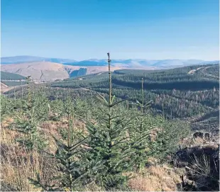  ??  ?? Spruce trees planted in a restoratio­n project at Glenbreck in the Borders.