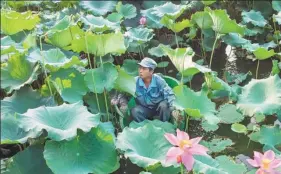  ?? GAO ERQIANG / CHINA DAILY ?? Maintenanc­e worker Chen Laidi, a Hangzhou native, gathers lotus leaves and heads at West Lake.