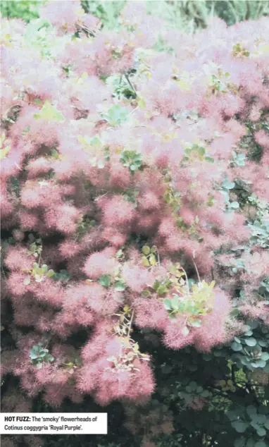  ??  ?? HOT FUZZ: The ‘smoky’ flowerhead­s of Cotinus coggygria ‘Royal Purple’.