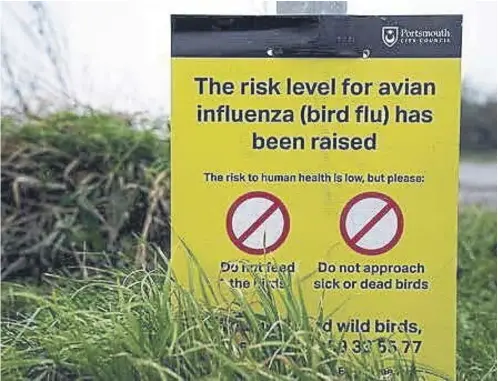  ?? ?? ↑ Half of the free-range turkeys produced for Christmas in the UK have already been killed in the bird flu epidemic