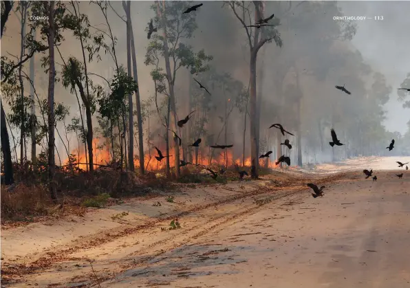  ?? CREDIT: DICK EUSSEN ?? Scientists have observed black kites, whistling kites and brown falcons spreading fire across northern Australia, the first evidence of such behaviour by non-human animals.